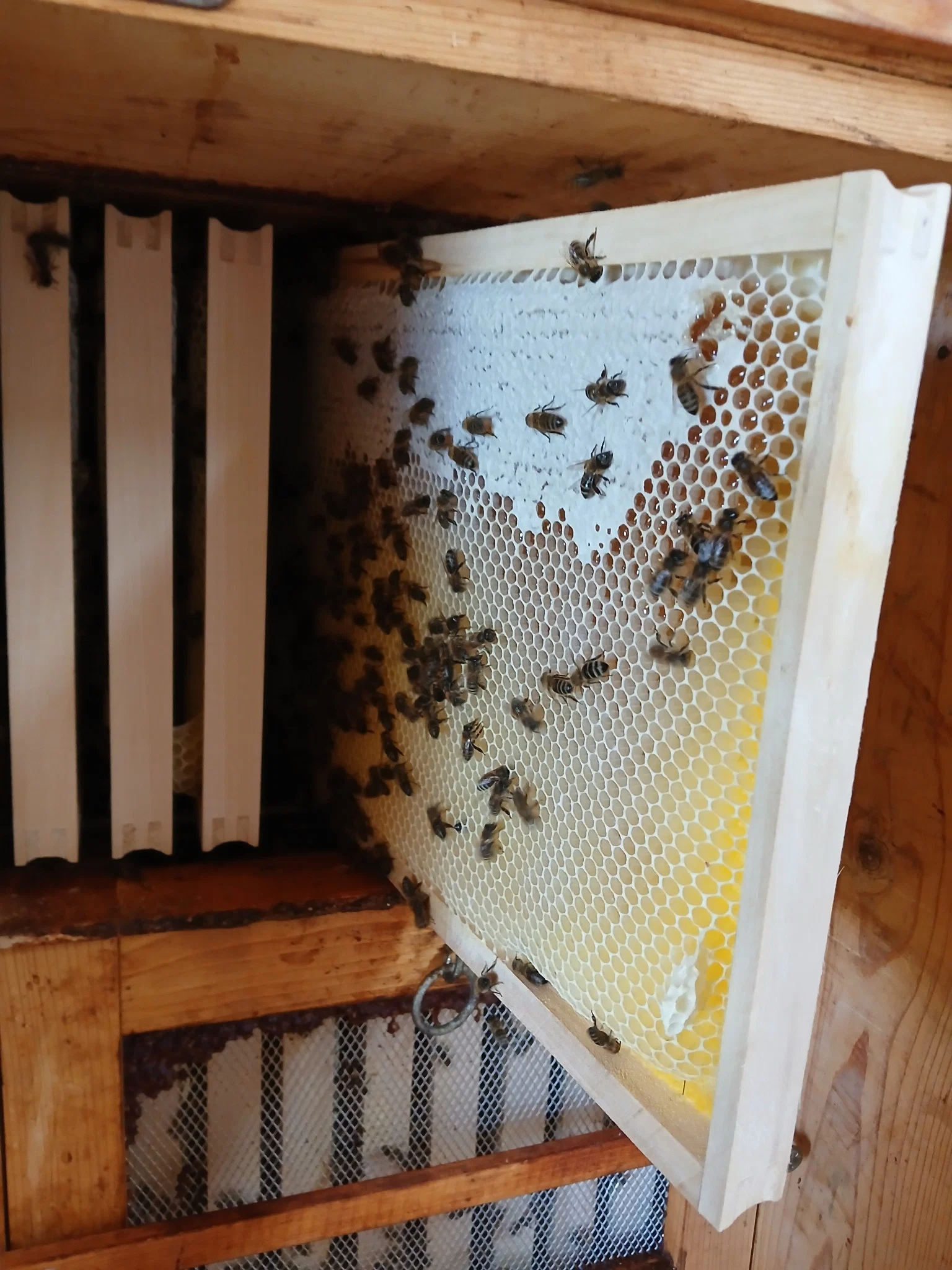 Bees on comb in an AŽ beehive